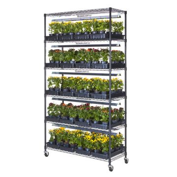 Plant Growing Stand